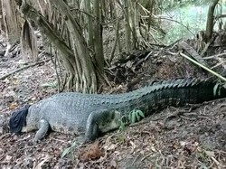 Foto: Salah satu warga Desa Soliu, Mordy Obes (36) menyebutkan buaya tersebut diketahui warga berjenis kelamin jantan. Saat ini telah dievakuasi ke rumah milik Polos Kuanaben sekitar pukul 17.20 Wita. Foto: IST