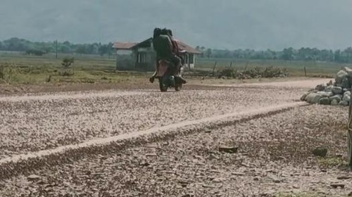 Fenomena langka jutaan belalang di Jalan Amfoang Kupang