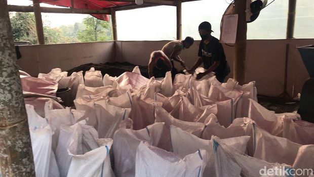 srintil wedus jadi pupuk organik