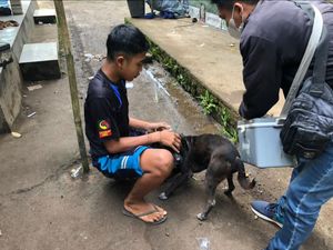 Kasus Gigitan Anjing Rabies di Karangasem Naik 150 Persen