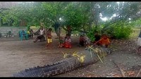 Warga bermodalkan tali nilon dan umpan menggunakan hati sapi untuk menangkap buaya diperkirakan memiliki berukuran 4,9 meter dan berat 600 Kg di Amfoang, NTT. Foto: IST