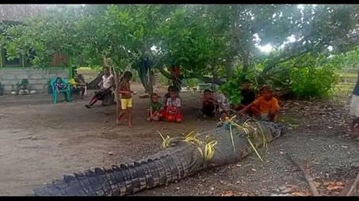 Warga bermodalkan tali nilon dan umpan menggunakan hati sapi untuk menangkap buaya diperkirakan memiliki berukuran 4,9 meter dan berat 600 Kg di Amfoang, NTT. (IST) Warga bermodalkan tali nilon dan umpan menggunakan hati sapi untuk menangkap buaya diperkirakan memiliki berukuran 4,9 meter dan berat 600 Kg di Amfoang, NTT. (IST)