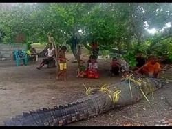 Warga bermodalkan tali nilon dan umpan menggunakan hati sapi untuk menangkap buaya diperkirakan memiliki berukuran 4,9 meter dan berat 600 Kg di Amfoang, NTT. Foto: IST