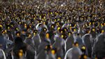 Ribuan Penguin Menyemut di Kepulauan Crozet Samudera Hindia