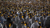 Kepulauan Crozet merupakan rumah bagi empat spesies penguin diantaranya penguin raja dan penguin makaroni.