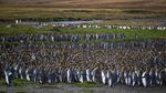 Ribuan Penguin Menyemut di Kepulauan Crozet Samudera Hindia