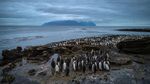 Ribuan Penguin Menyemut di Kepulauan Crozet Samudera Hindia