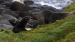 Ribuan Penguin Menyemut di Kepulauan Crozet Samudera Hindia