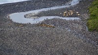 Ini penampakan ribuan penguin raja (Aptenodytes patagonicus) yang berkumpul di Kepulauan Crozet, Samudera Hindia, Rabu (21/12/2022).