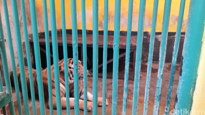 Anggota DPRD DKI Sidak TMS Ragunan.