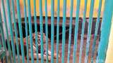 Sidak Harimau Juve di Ragunan, Animal Defender Punya Penilaian Berbeda