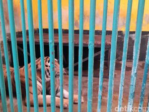 Sidak Harimau Juve di Ragunan, Animal Defender Punya Penilaian Berbeda