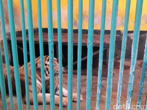 Sidak Harimau Juve di Ragunan, Animal Defender Punya Penilaian Berbeda