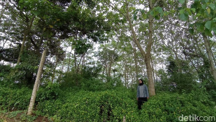 Eti Sulastri (46), warga Desa Pasirsalam, Kecamatan Mangunreja, Kabupaten Tasikmalaya, Jawa Barat, memuat gunung goong kembali hijau.