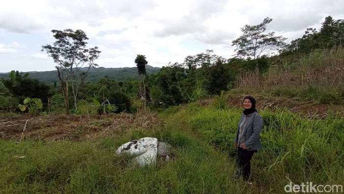 Eti Sulastri (46), warga Desa Pasirsalam, Kecamatan Mangunreja, Kabupaten Tasikmalaya, Jawa Barat, memuat gunung goong kembali hijau.