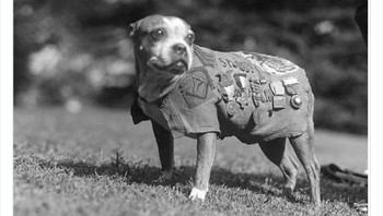 Stubby, anjing perang paling dihormati dalam sejarah. Dia menyelamatkan seluruh kompi dari serangan gas sarin selama Perang Dunia I. Foto: Twitter/HistoricalStuff