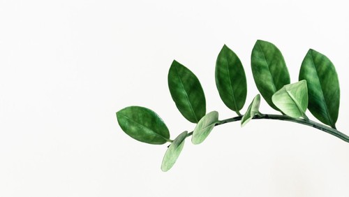 Ilustrasi kloroplas pada tumbuhan hijau.