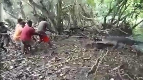 Kemunculan seekor buaya muara raksasa gegerkan warga Dusun 03, Desa Soliu, Kecamatan Amfoang Barat Laut, Kabupaten Kupang, Nusa Tenggara Timur (NTT). Buaya raksasa tersebut berhasil ditangkap warga.