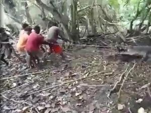 Tegang! Detik-detik Warga Tangkap Buaya Besar di Kupang