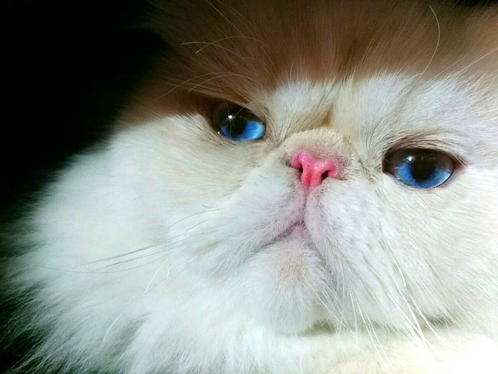 Ilustrasi kucing himalaya.