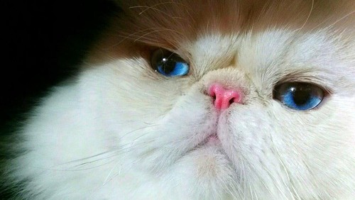 Ilustrasi kucing himalaya.