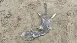 Makhluk Aneh Ditemukan di Pantai, Bentuknya Mirip Monster Loch Ness!