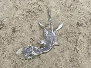 Makhluk Aneh Ditemukan di Pantai, Bentuknya Mirip Monster Loch Ness!