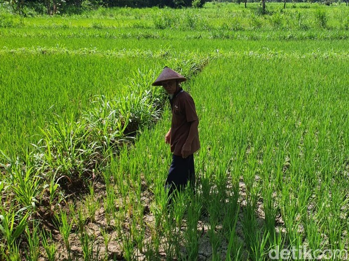 Petani di Pedukuhan Jatisari, Kalurahan Playen, Kapanewon Playen, Kabupaten Gunungkidul, Rabu (21/12/2022).