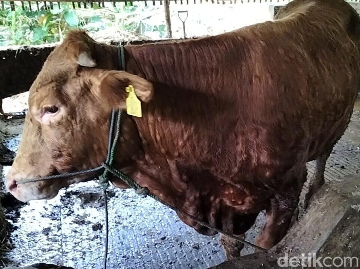 Sapi milik Mahfud Effendi, warga Tegalgiri, Nogosari, Boyolali yang terkena virus LSD, Rabu (21/12/2022).