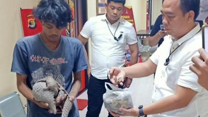 Barang bukti trenggiling dan sisiknya yang diamankan Polda Lampung (Dok Polda Lampung)