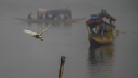 Kabut tebal juga terlihat di Danau Dal, Srinagar, Kashmir, India.  (AP Photo/Mukhtar Khan)