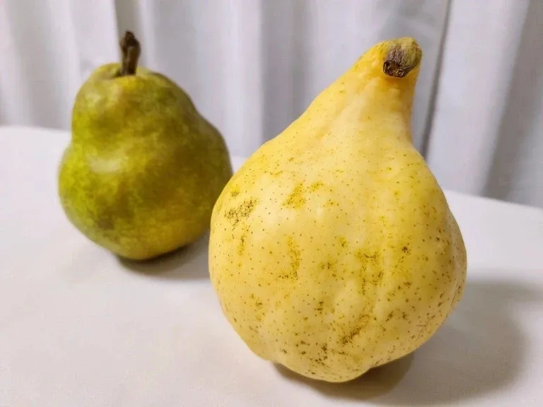 Ini Keistimewaan Le Lectier, Pir yang Dijual Rp 60 Ribu per Buah