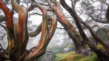 Pohon gum salju yang menakjubkan di Taman Nasional Kosciuszko Australia telah ditangkap dalam gambar yang luar biasa ini oleh fotografer Australia Ryan J Montgomery Foto: International Landscape Photographer of the Year Awards