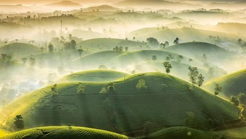 Fotografer Vietnam Huan Vu Trung mengarahkan lensanya ke perkebunan teh di negara asalnya untuk menghasilkan gambar pujian yang menakjubkan ini. Foto: International Landscape Photographer of the Year Awards