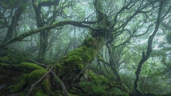 Bidikan mengagumkan dari pohon-pohon kuno yang berliku-liku ini diambil oleh Benjamin Maze dari Australia di Tasmania.  Foto: International Landscape Photographer of the Year Awards