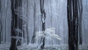 Bidikan magis hutan bersalju oleh fotografer peringkat kedua Tony Wang, dari China. Foto: International Landscape Photographer of the Year Awards