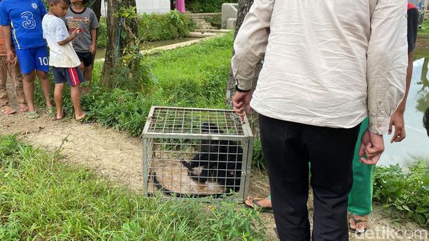 Lutung Jawa yang berhasil ditangkap di Sukabumi.