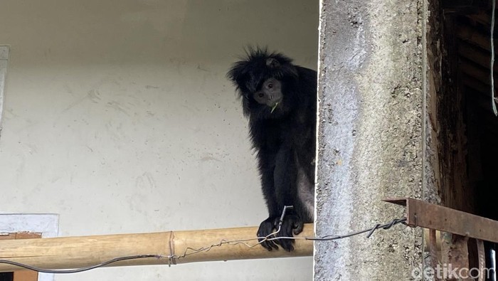 Lutung Jawa yang berhasil ditangkap di Sukabumi.