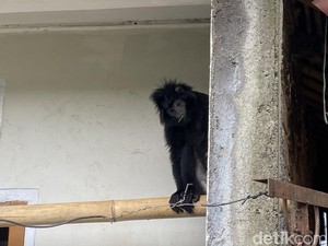 Lutung yang Hebohkan Warga Sukabumi Ditangkap Pakai Jaring Ikan