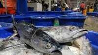 Data stok produk perikanan di seluruh cold storage PT Perikanan Indonesia tercatat 673 ton. Adapun komoditas unggulan yang tersimpan antara lain Ikan Cakalang, Ikan Deho, Tuna Loin, Gurita, Ikan Layang, Ikan Kembung, Sotong, Baby Tuna dan Udang.