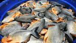 Potret Pasokan Ikan Segar Indonesia Jelang Akhir Tahun
