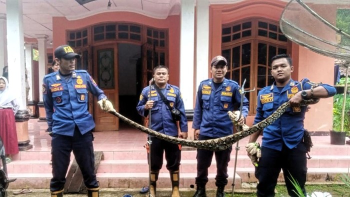Penangkapan ular di Sukabumi.