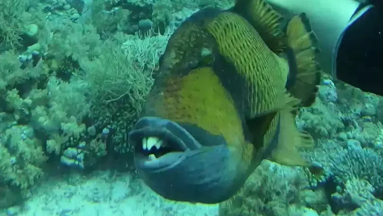 Penyelam Digigit Ikan Bergigi Manusia