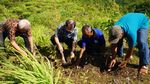 Petani di Bantul Olah Serai Wangi Jadi Minyak Atsiri
