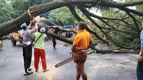 Petugas saat melakukan pemotongan batang pohon suar yang tumbang dan melintang ke Jalan