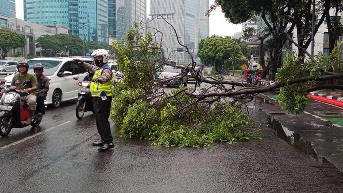 Pohon tumbang di Jl Gatot Subroto arah Pancoran.