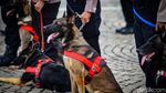 Polisi Berkuda-Anjing Pelacak Ikut Apel Operasi Lilin