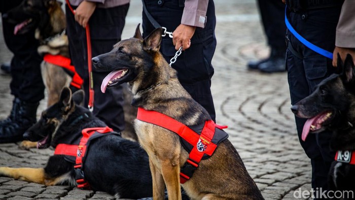 Potret Polisi Berkuda dan Anjing K-9 Ikut Apel Operasi Lilin Polisi berkuda hingga anjing K-9 turut mengikuti apel pasukan Operasi Lilin di Monas, Jakarta, Kamis (22/12/2022).