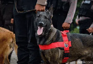 Polisi Berkuda-Anjing Pelacak Ikut Apel Operasi Lilin