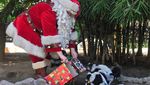 Saat Satwa Kebun Binatang Guatemala Terima Kado Natal, Gemas Banget